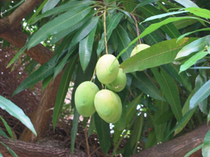 Local mango 